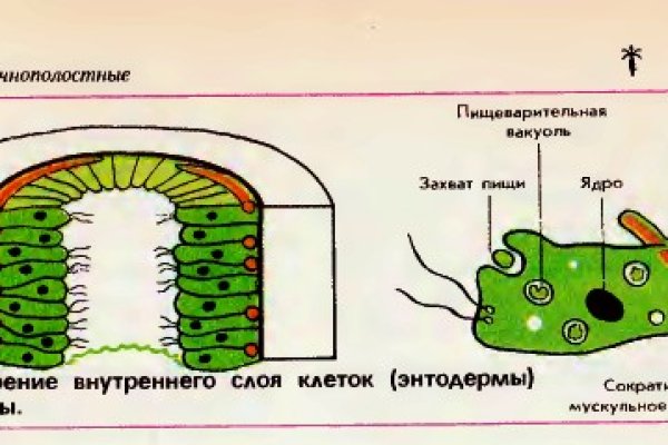 Ссылка на кракена для тора