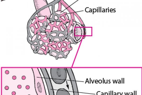 Кракен ворует аккаунты