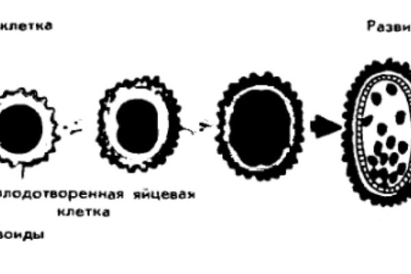 Кракен 18ат